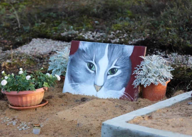 Где в Даугавпилсе будут хоронить домашних животных: самоуправление сделало выбор