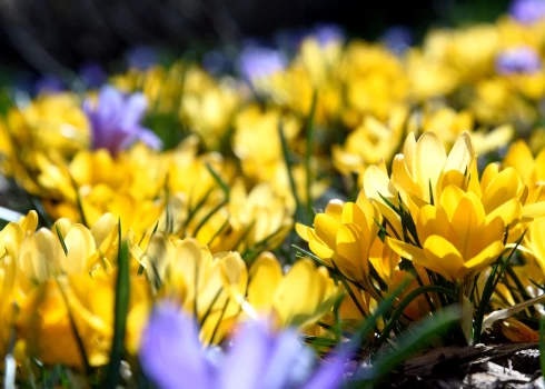 Sestdien tiks pārspēti siltuma rekordi.