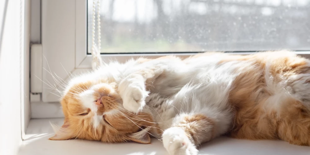 Иллюстративное фото.