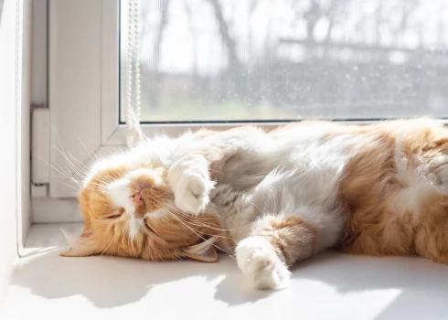 Иллюстративное фото.