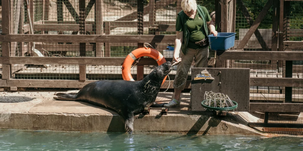 Rīgas Nacionālais zooloģiskais dārzs aicina uz ikgadējām Roņu dienām .