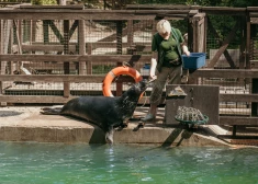 Rīgas Nacionālais zooloģiskais dārzs aicina uz ikgadējām Roņu dienām