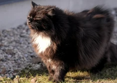 Sestdien gaiss iesils līdz +15 grādiem