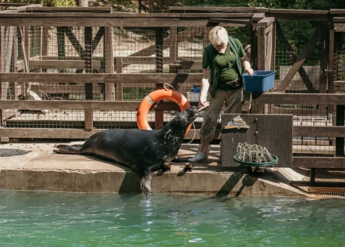 14 и 15 марта в Рижском зоопарке проходят Дни тюленей.