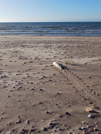Pēc saudzīgas pārvietošanas uz pludmales zonu mazais ronēns patstāvīgi turpināja ceļu uz jūru, kur pēc neilga brīža pazuda jūras viļņos.