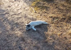 Ronēns būtu pazudis pavisam, ja vien policists nebūtu palīdzējis tam atgriezties jūrā