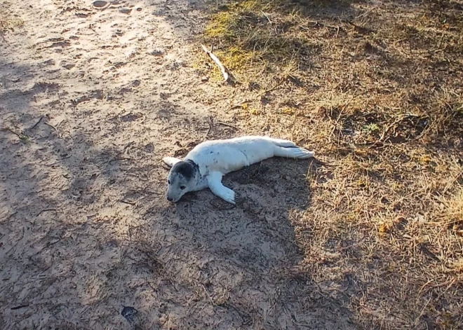 Ronēns būtu pazudis pavisam, ja vien policists nebūtu palīdzējis tam atgriezties jūrā