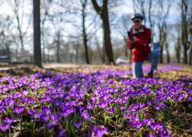 Gaisam silstot līdz +17 grādiem, kritis 54 gadus sens 14. marta siltuma rekords