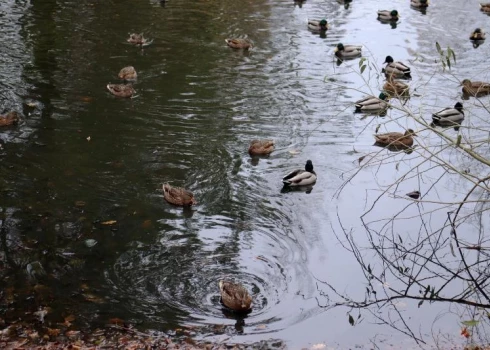 Dīķī atrastas kopš pagājušā gada decembra meklēšanā izsludināta vīrieša mirstīgās atliekas.