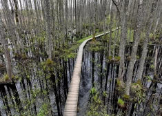 Природа дала человечеству около 300 лет: в Латвии обнаружили мощный природный "поглотитель" CO₂