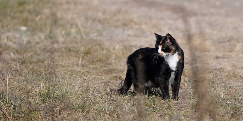Arī šodien gaidāms pavasarīgi silts laiks.
