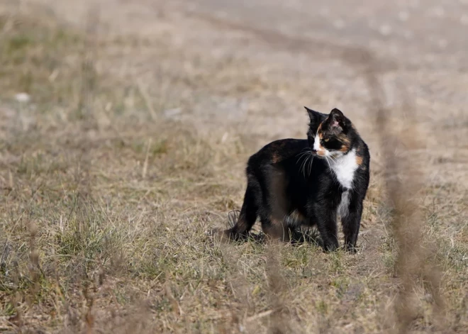 В Латвии смена погоды: после солнечного утра в Курземе придут дождевые тучи