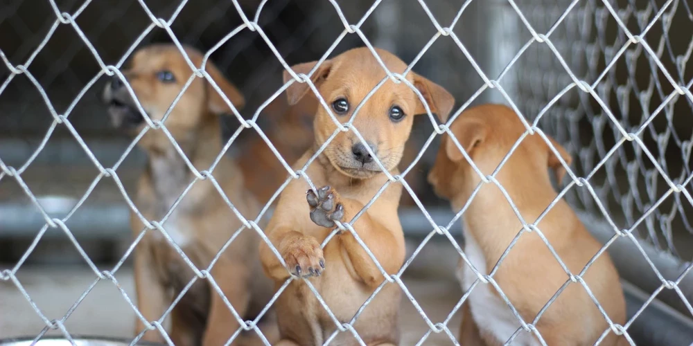 Паводок может оставить приют Ķepu ķepā без подъезда и вынудить вывозить животных.