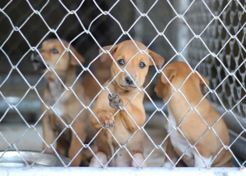 Паводок может оставить приют Ķepu ķepā без подъезда и вынудить вывозить животных.