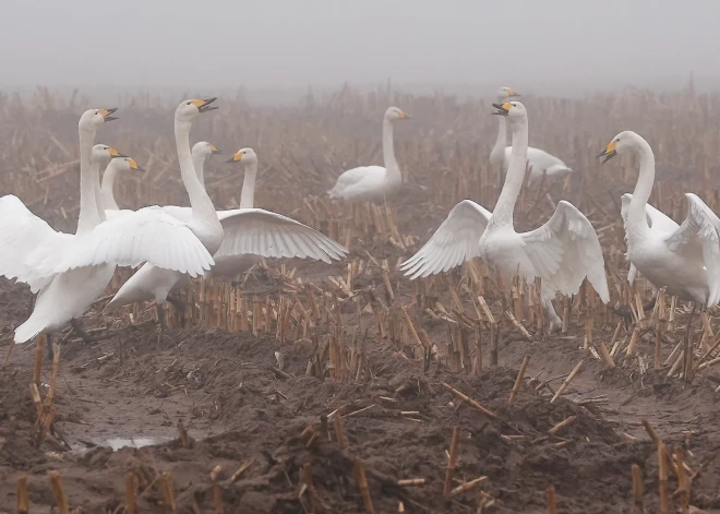 Pēc satraucoša janvāra februārī putnu gripa savvaļas putniem Latvijā nav atklāta