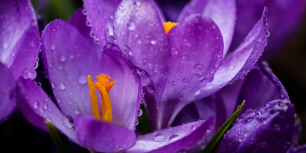 Nedēļas sākumā mākoņi un lietus.