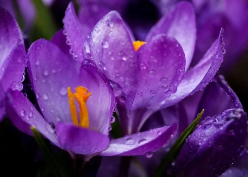 Nedēļas sākumā mākoņi un lietus.