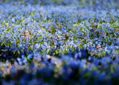 Неделя в Латвии начнется с дождей и серого неба, но затем погода заметно улучшится