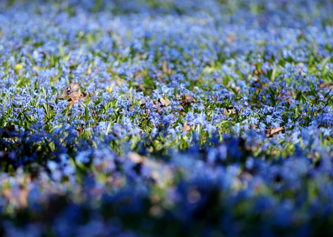 Неделя в Латвии начнется с дождей и серого неба, но затем погода заметно улучшится