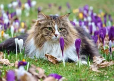 Dažiem būs jālabo tuvu cilvēku pieļautās kļūdas - horoskops visām zodiaka zīmēm no 16.03. līdz 22.03.