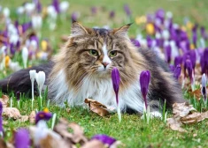 Dažiem būs jālabo tuvu cilvēku pieļautās kļūdas - horoskops visām zodiaka zīmēm no 16.03. līdz 22.03.