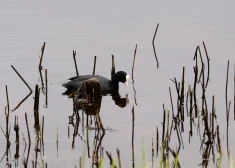 "Kā mums tagad bez tevis? Nu kāpēc?" Māte dalās ar skumju ziņu par Liepājā pazudušo meiteni