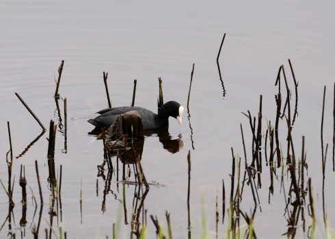 Diemžēl pazudusī meitene atrasta mirusi.