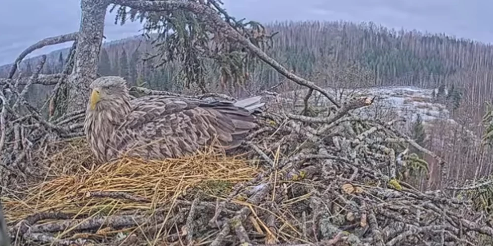 Pirmo olu Milda izdēja 12. martā.