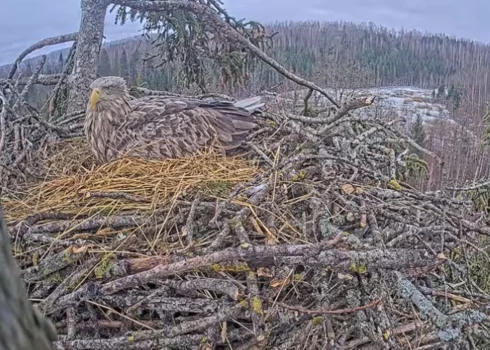 Pirmo olu Milda izdēja 12. martā.