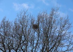 Во вторник существенных осадков в Латвии не ожидается