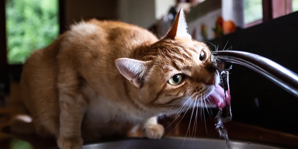 Жителям Риги сообщили, в каких районах в марте и апреле пройдут работы на водопроводе.