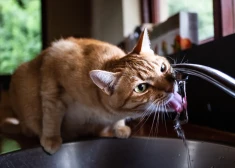 В нескольких районах Риги из кранов может пойти мутная вода: начинается сезон промывки сетей