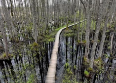 "Mums ir doti 300 gadi" - Latvijas dabā veidojas spēcīgs sabiedrotais cīņā pret klimata pārmaiņām