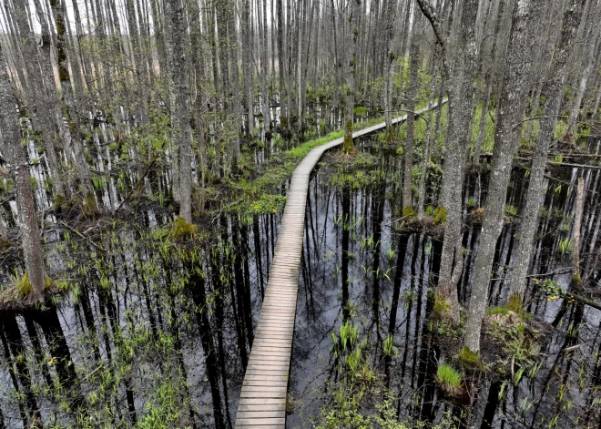 "Mums ir doti 300 gadi" - Latvijas dabā veidojas spēcīgs sabiedrotais cīņā pret klimata pārmaiņām