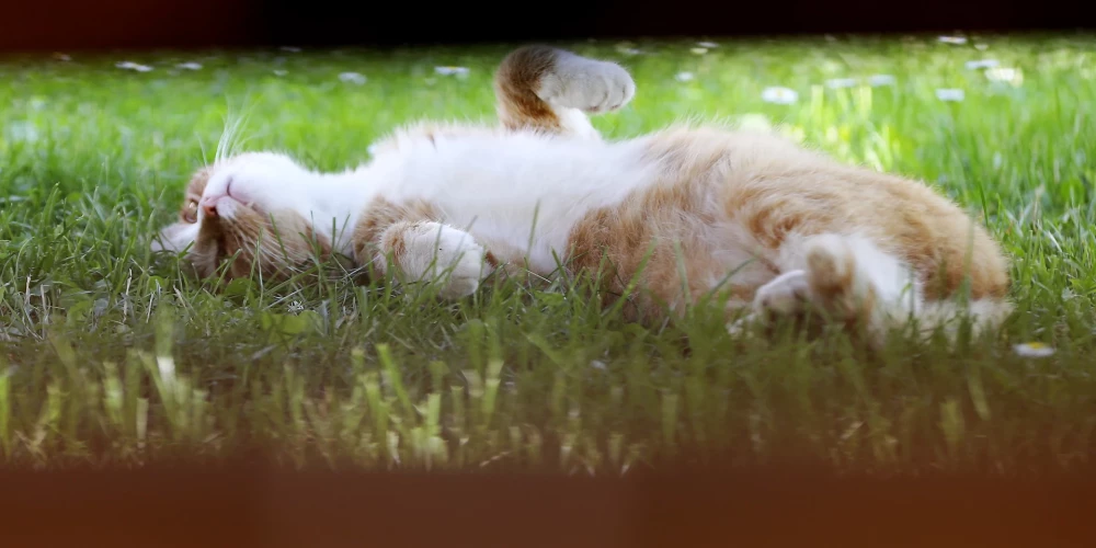 Kopš marta sākuma siltuma rekordi pārspēti 12 dienās, kopumā laboti 116 rekordi. 