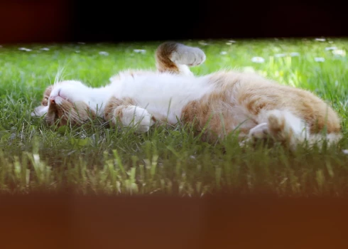 Kopš marta sākuma siltuma rekordi pārspēti 12 dienās, kopumā laboti 116 rekordi. 