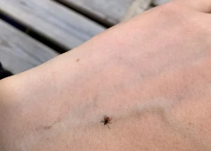 Esi uzmanīgs! Latvijas mežos jau sastopamas pirmās ērces