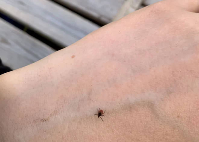 Esi uzmanīgs! Latvijas mežos jau sastopamas pirmās ērces