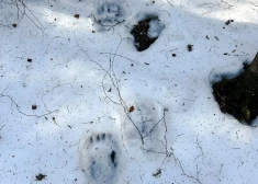 Latvijas mežos manītas pirmās lāču pēdas