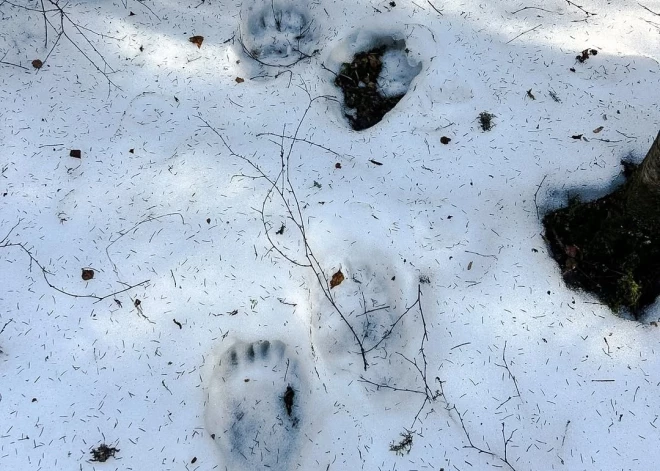 Latvijas mežos manītas pirmās lāču pēdas