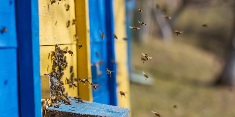 Ģertrūdes dienā sāk kustēties visi tie kustoņi, kas gulējuši ziemas miegu - kā mušas, skudras, odi, tārpi, čūskas. Šī ir arī bišu pamošanās diena.