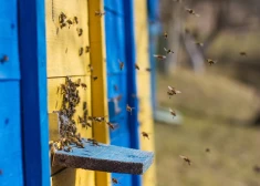 Ģertrūdes dienā no miega mostas bites, skudras un citas radības. Ko par 17. martu vēstī latviešu ticējumi?