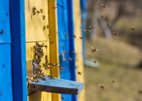 Ģertrūdes dienā sāk kustēties visi tie kustoņi, kas gulējuši ziemas miegu - kā mušas, skudras, odi, tārpi, čūskas. Šī ir arī bišu pamošanās diena.