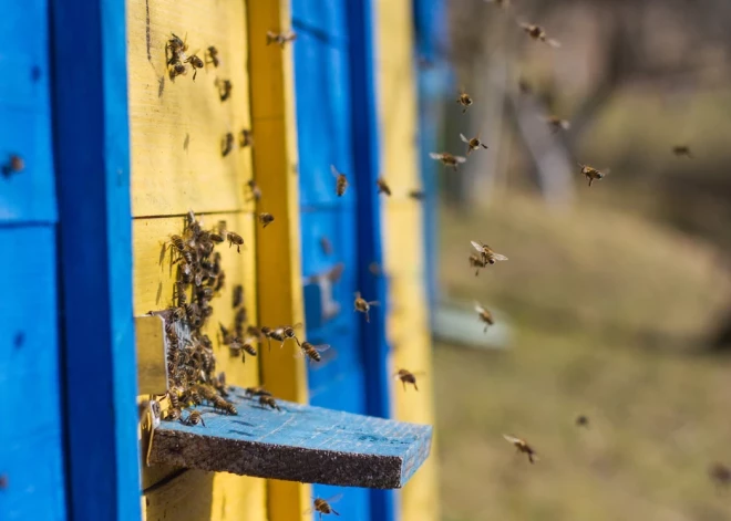 Ģertrūdes dienā no miega mostas bites, skudras un citas radības. Ko par 17. martu vēstī latviešu ticējumi?