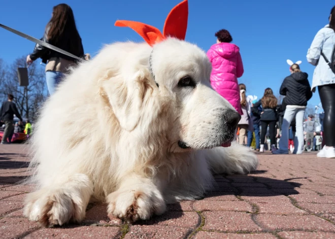 Latvijā gaidāmas garas Lieldienu brīvdienas: kā strādāsim un atpūtīsimies 2026. gada aprīlī