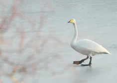 В Риге ночью возможен туман, в среду днем будет солнечно
