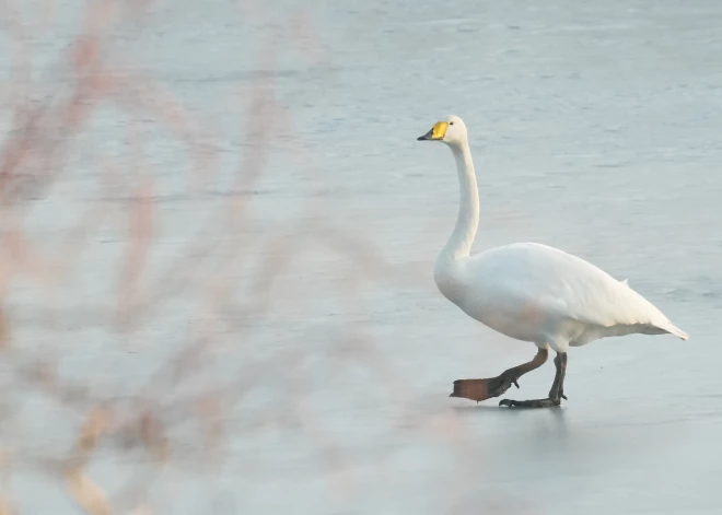 В Риге ночью возможен туман, в среду днем будет солнечно