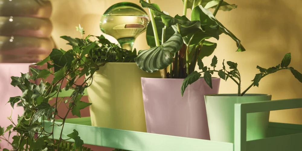 Комнатные растения - один из самых простых способов освежить внешний вид и атмосферу дома.