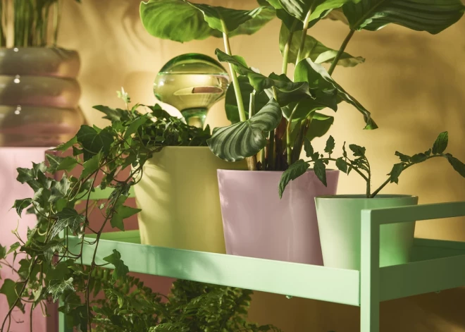 Комнатные растения - один из самых простых способов освежить внешний вид и атмосферу дома.