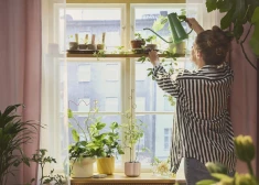 Маленькие горшки, рассада и свежая зелень могут преобразить дом: как сделать это со вкусом